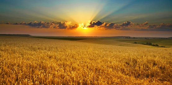 Sunrise over wheatfields