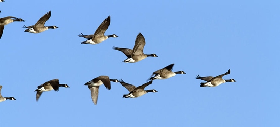 birds flying in V Formation