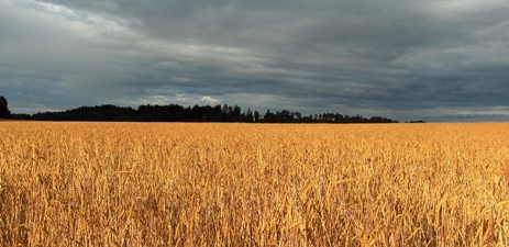 Grain fields of Andechs, Deutschland by Ralph Teller