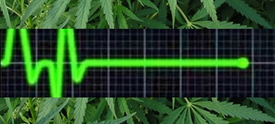 Marijuana health risks